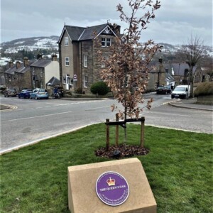 Queen's Oak plaque fixed - after snow melt