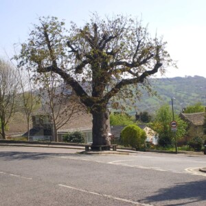 Ashton's Tree in April 2009 - just before it was felled. Posted on Old Matlock by Richard Rose